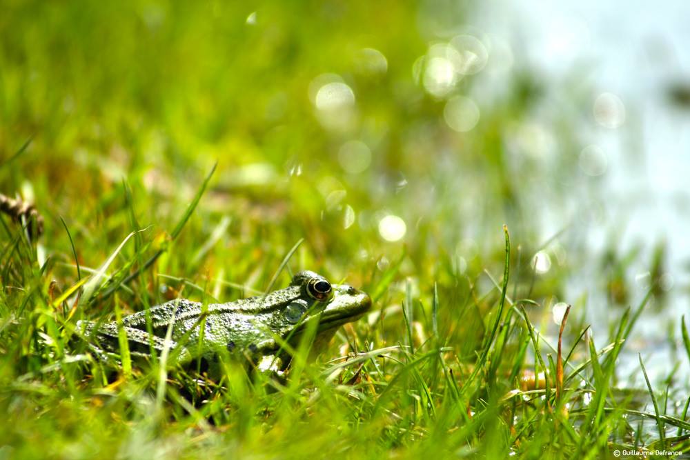 Grenouille.jpg